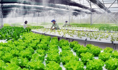 Tây Ninh tổ chức diễn đàn quốc tế thu hút đầu tư vào nông nghiệp công nghệ cao