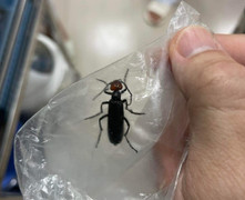 3 bệnh nhân nguy kịch sau khi ăn sâu ban miêu