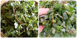 Tác dụng của cây rau sam với sức khỏe