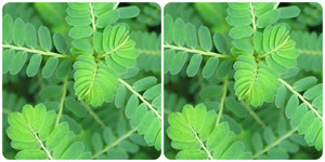 Cây chó đẻ răng cưa có tác dụng gì?