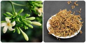 Tác dụng phụ của hoa đu đủ đực nếu dùng sai cách