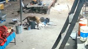 Báo hoang đột nhập vào gara 'bắt' chó