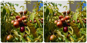 Cây vối rừng có tác dụng gì?