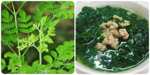 Những tác dụng của lá chùm ngây có thể bạn chưa biết