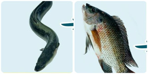 Cá rất ngon nhưng có 5 loại cá không nên ăn nhiều 