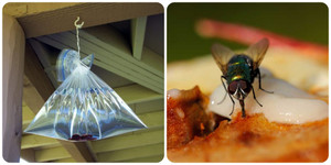 6 cách đuổi ruồi dân dã nhưng an toàn, hiệu quả