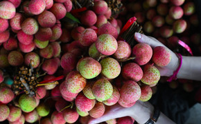Vải đặc biệt đắt đỏ nhất Việt Nam, luôn 'cháy' hàng mỗi khi vào mùa 