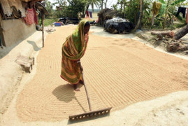 Ấn Độ phê duyệt kế hoạch dự trữ lương thực lớn nhất thế giới