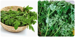 Rau chùm ngây rất bổ dưỡng nhưng lại ‘đại kỵ’ với hai nhóm người này