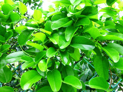 Loại lá được gọi là sâm, giúp giải độc, mát gan chống lão hoá diệu kỳ