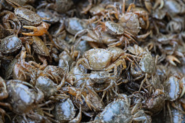 Cua đồng khan hàng, đội giá ngày nắng nóng