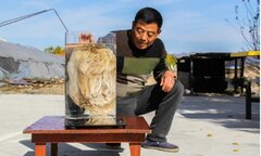 Nhặt tảng đá mềm như bông, lão nông ngỡ ngàng khi chuyên gia nói quý hơn vàng