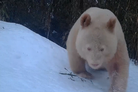 Trung Quốc lại phát hiện gấu trúc trắng tại khu bảo tồn Tứ Xuyên