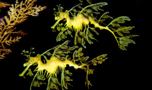  5 sinh vật kỳ lạ mà khó ai tin chúng thật sự tồn tại trên hành tinh này