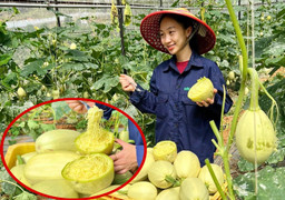 Độc lạ giống bí 'sợi mì', trồng bao nhiêu cũng không đủ bán