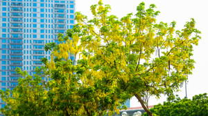 Muồng hoàng yến nhuộm vàng Thủ đô