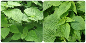 Rau kinh giới chữa bệnh gì?