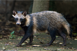 Khai quật mộ cổ, bất ngờ thấy 'quái thú' còn sống bên trong