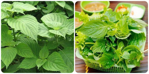 Ăn rau kinh giới có tốt không?