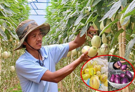 Phát sốt với dưa hấu tí hon 10 mùi trồng ở Đà Lạt, đắt hàng như tôm tươi