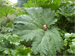 Kỳ lạ hòn đảo nhiều loại cây cao gấp 5 bình thường, như lạc vào hành tinh khác