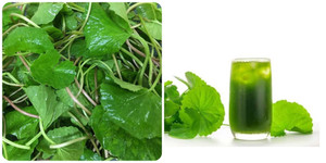 Một tuần uống rau má mấy lần là đủ?