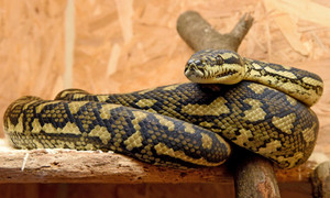 Đụng độ trăn khổng lồ, cảnh sát phải cầu cứu lực lượng cứu hoả