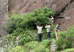 Loại cây hiếm tới mức được chính quyền thành phố mua bảo hiểm hơn 300 tỷ đồng