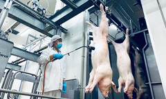 Nhà máy giết mổ theo dây chuyền chiếm khoảng 60% nguồn cung thịt heo cho TP.HCM