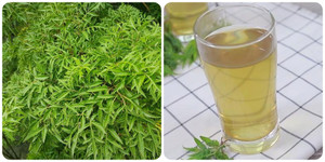 Cách nấu nước lá đinh lăng tốt cho sức khỏe