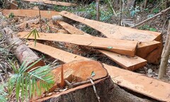 52 cây rừng tự nhiên bị đốn hạ trái phép ở Gia Lai
