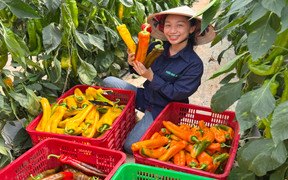 Ớt 'siêu to khổng lồ' giá đắt đỏ, khách chờ cả tháng đặt mua