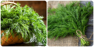 Cây thì là có tác dụng gì?