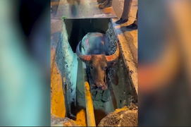 Trâu hung dữ tấn công người đi đường ở Thái Lan 