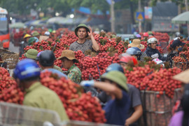 Bắc Giang: Nông dân ào ạt thồ vải thiều đi cân bán, phố phường được nhuộm đỏ ối
