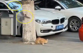 Bắt cóc chim non, mèo hoang bị gia tộc chim trả thù dai dẳng 