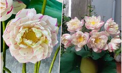 Chị em 'phát sốt', lùng mua bằng được hoa sen đột biến độc lạ