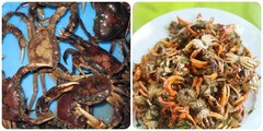 Chọn cua đồng: Thấy cua có dấu hiệu sau thì không được ăn, cẩn thận ngộ độc