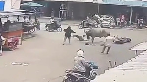 Trâu 'điên' lao ra đường húc văng người đi xe máy