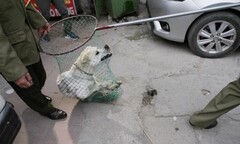 Hà Nội tiếp tục thúc giục lập đội bắt chó thả rông