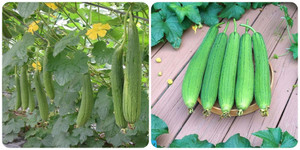 Lá mướp có tác dụng gì?