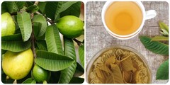 Lá ổi có tác dụng gì cho sức khỏe?