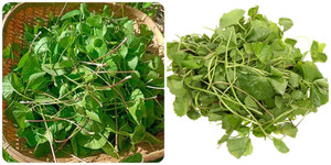 Tác dụng của rau má với sức khỏe