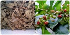 Lá vối khô có tác dụng gì?