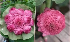 Từng lên cơn sốt khiến chị em mê mẩn, hoa sen ngàn cánh giờ rớt giá thê thảm
