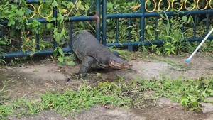 Giải cứu thằn lằn dài gần 2m mắc kẹt giữa cánh cổng