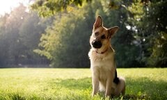 Tại sao chó hay nghiêng đầu khi nghe ngóng?