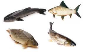 Cách phân biệt các loại cá nước ngọt