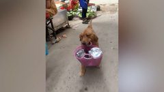 Chó cưng mang giỏ đi chợ giúp chủ 