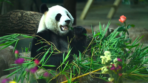 Bữa tiệc sinh nhật đặc biệt của hai chú gấu trúc ở Trung Quốc